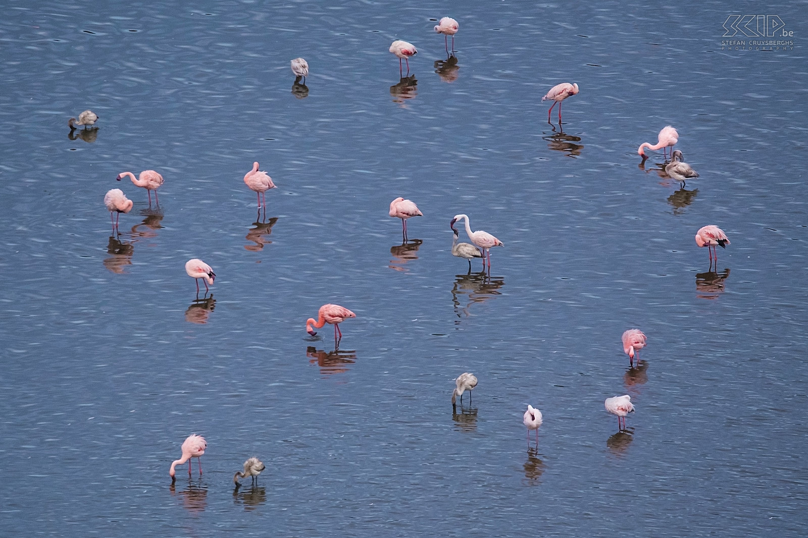 Lake Chitu - Flamingo's  Stefan Cruysberghs